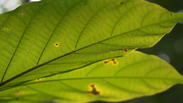 Close up of vibrant green leaves with sunlight shining through veins