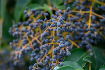 Cluster of Dark Glossy Privet Berries Hanging from Green Stem