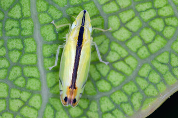 Adult of introduced species, Sophonia orientalis. Leafhopper alien to Europe that sucks sap from plants.