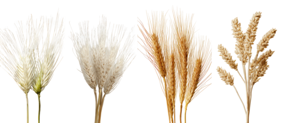 Four different types of dried grass stalks isolated on transparent background