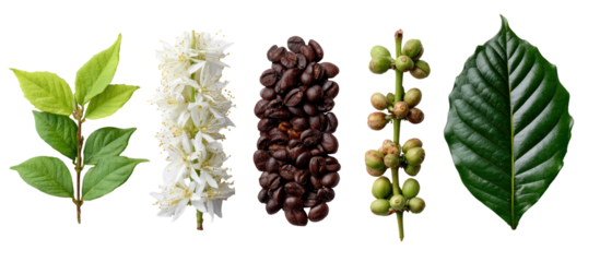 Coffee plant life cycle stages isolated on transparent background