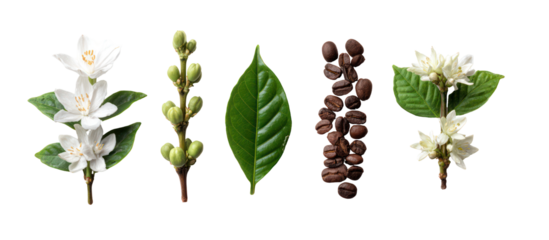 Coffee plant stages with flowers buds leaf and beans isolated on transparent background