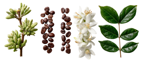 Coffee plant stages of growth isolated on transparent background