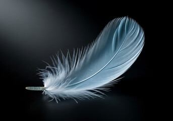 Obraz premium Elegant Blue Feather Close Up Macro Detailed Softness On Dark Background