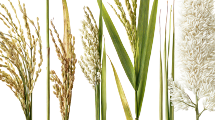Four varieties of rice plants paddy grain stalks unhusked showcase on transparent background