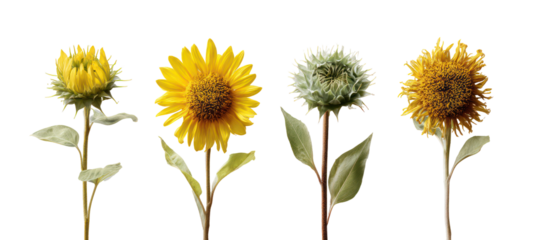 Four different stages of sunflower growth isolated on transparent background