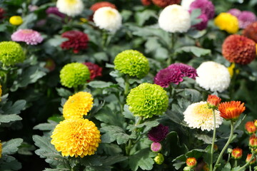 chrysanthemums