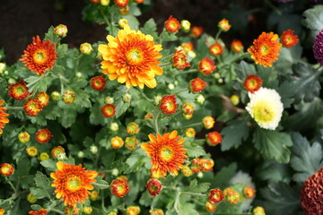chrysanthemums