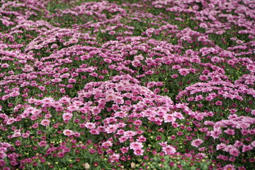 pink chrysanthemums