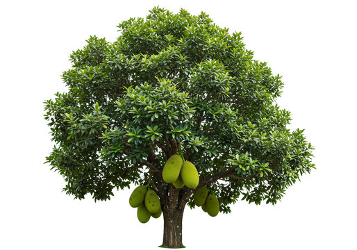 jackfruit tree cutout, png