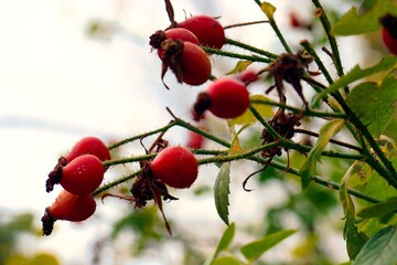 Bush with bright red rose hips hanging among green leaves in a garden during the autumn season
