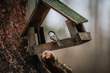  Willow Tit Poecile montanus at a bird feeder in the autumn forest © Julia Suhareva