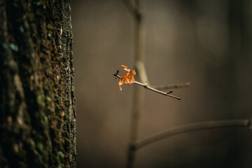 the last autumn leaf on a tree in late autumn