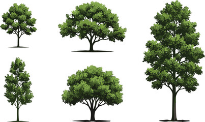 Set of Green Trees Collection with Various Shapes and Sizes, Realistic Vector Illustration of Nature, Forest, and Park Elements for Landscape Design and Architecture.