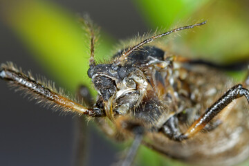 Black stem aphid, Cinara confinis. Portrait, close-up of an insect's face.