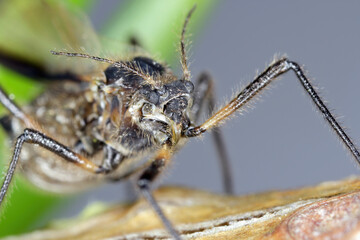 The head of an aphid greatly magnified. Fine details of the body, bristles, mouthparts, and compound eyes are visible.