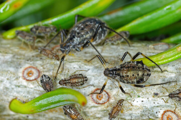 Black stem aphid, Cinara confinis. A colony of wingless individuals on a fir shoot.