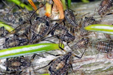 Black stem aphid, Cinara confinis. A colony of wingless individuals on a fir shoot.