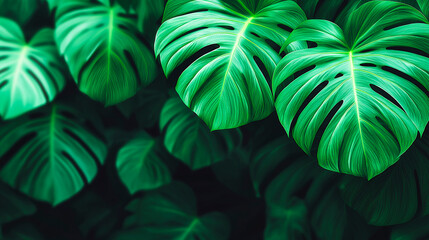 Vibrant green monstera leaves with detailed veins and natural splits forming a lush tropical pattern