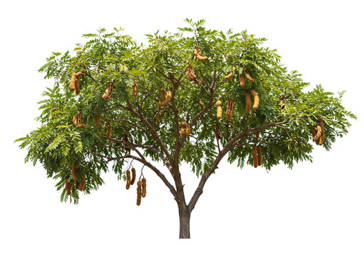 tamarind tree cutout, png