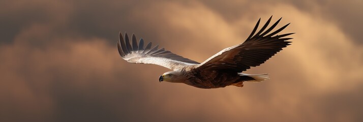 Obraz premium Majestic eagle soaring across dramatic sunset sky