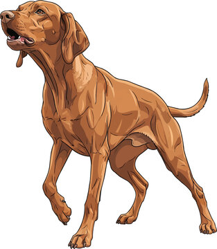 Hungarian Vizsla dog aggressive alert angry barking stance