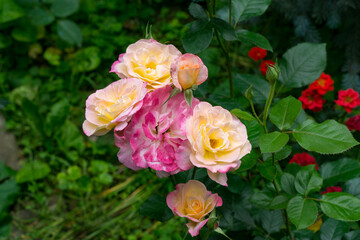 Vibrant cluster of pink and cream roses Variety Club blooms amidst lush green foliage, with hints of red flowers peeking through the background