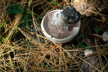 Large poisonous champignon Agaricus Xanthodermus commonly known as the yellow-staining mushroom lies upside down on forest floor covered in pine needles, dry leaves