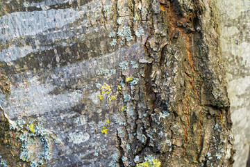 Close-up of rough, cracked Tilia caucasica linden tree bark covered with patches of gray-green lichen and yellowish moss, highlighting deep textures and natural patterns on trunk
