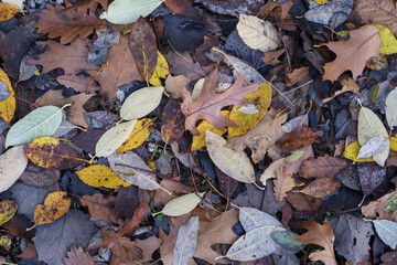 Fallen autumn leaves with colorful forest foliage and natural background texture