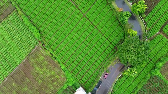 Top-Down Photo of Foggy Mountain Road and Terrace Farming, East Java