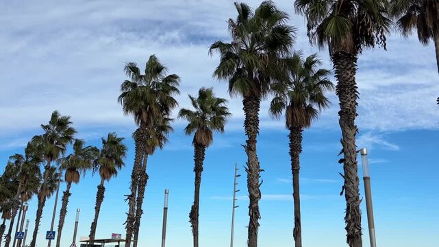 Tall palm trees sway in the coastal wind beneath a vibrant blue sky, creating a relaxed seaside atmosphere perfect for travel or vacation themes.