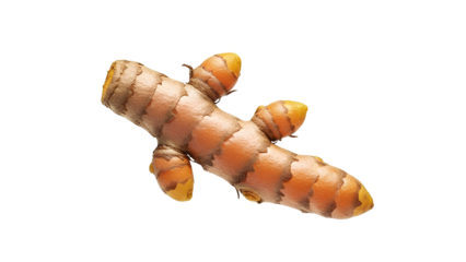 Whole Turmeric Root PNG. Single fresh raw curcuma rhizome isolated. Organic herbal spice for healthy cooking and natural medicine. Anti-inflammatory food ingredient. Yellow ginger family vegetable