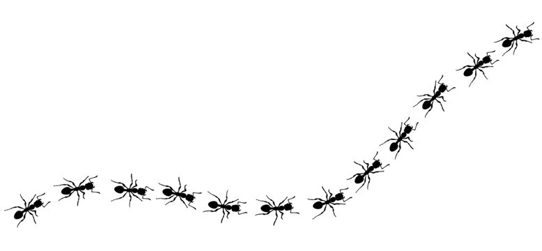 simple editable ant trail path pattern brush vector illustration