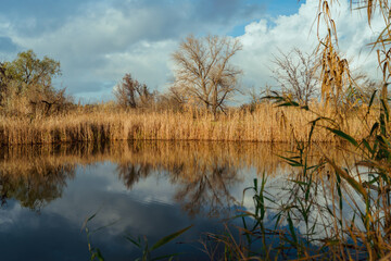 Tranquil autumn lake scene reflecting golden reeds and bare trees under a cloudy sky, showcasing nature's serene beauty and seasonal transition with copy space