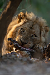 Naklejka premium Male lion lies feeding on zebra carcase