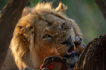 Obraz premium Male lion lies gnawing carcase in undergrowth