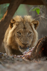 Obraz premium Male lion lies snarling guarding zebra carcase