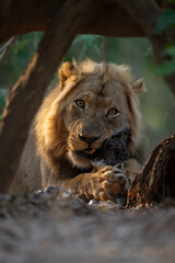 Obraz premium Male lion lies watching camera while feeding