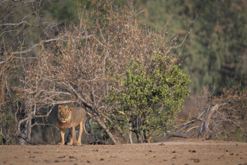 Male lion stands cocking head toward camera