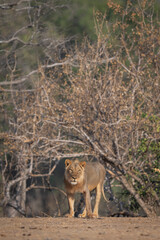 Fototapeta premium Male lion stands cocking head towards camera