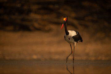 Saddle-billed stork wades through pond at dawn