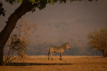 Plains zebra stands in profile under tree