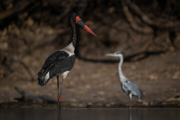 Saddle-billed stork in pool near grey heron