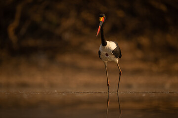 Saddle-billed stork wades through water towards camera
