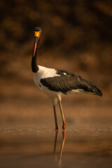 Saddle-billed stork wades through pond watching camera