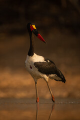 Saddle-billed stork wades through pool turning head