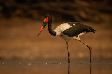 Saddle-billed stork wades through pool trailing spray