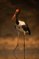 Saddle-billed stork wading through pool with catchlight
