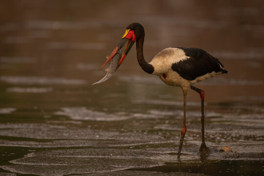Saddle-billed stork walks across mudflats holding fish